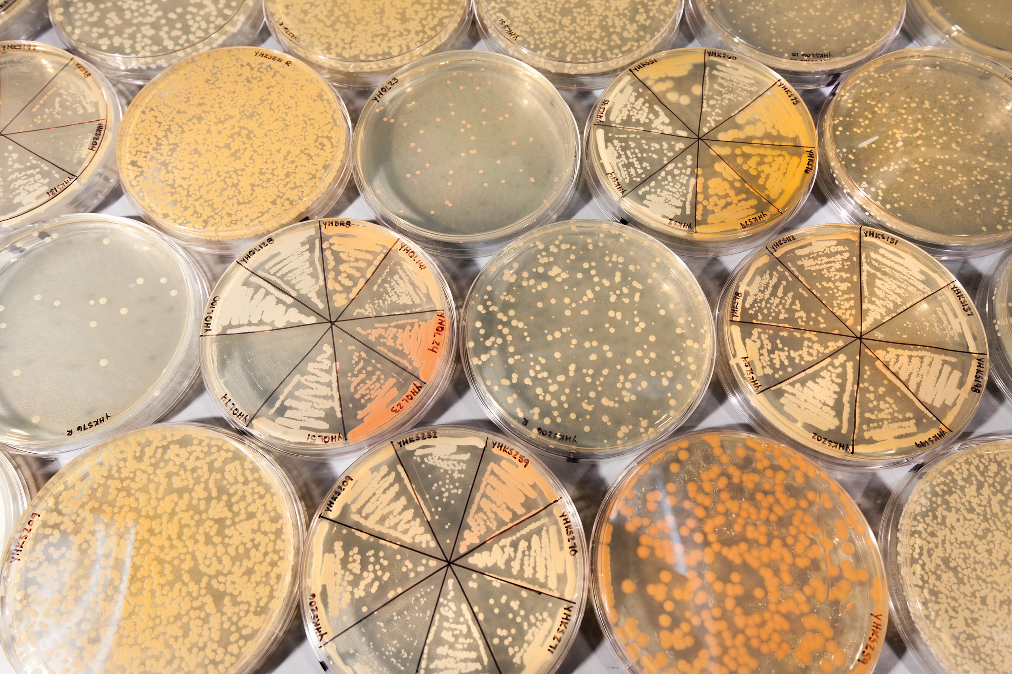 yeast petri dishes
