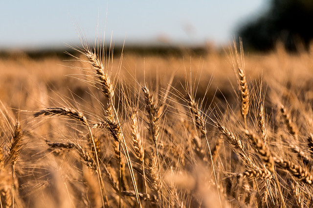 close up of prairie grass