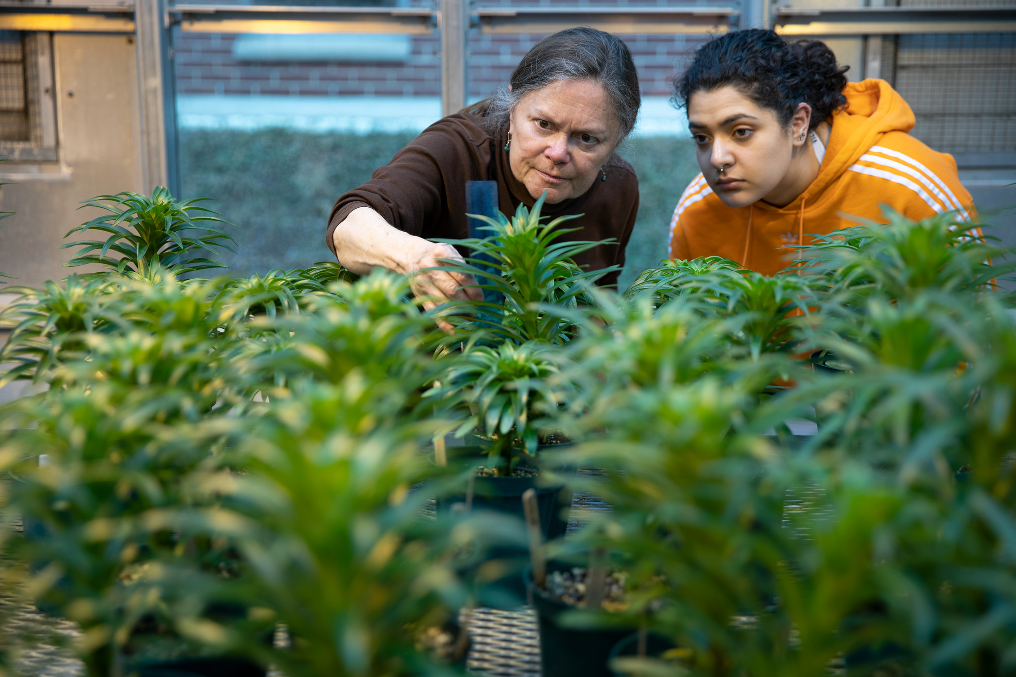 Two people measure growth of lily plants.